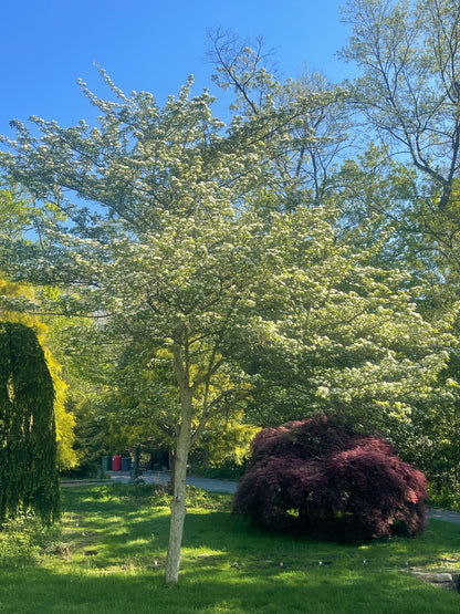 Land Awakening Gather & Ritual ~ Monday, May 11, 6:30-9:00pm